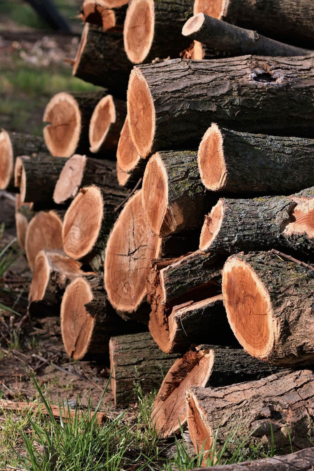 pile de bois