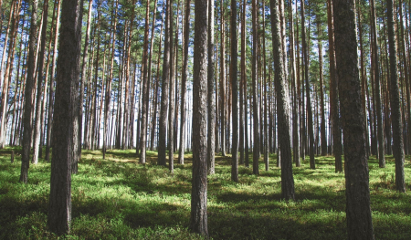 forêt gérée durablement